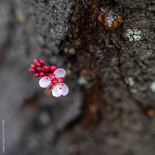 Pink flowers of a red plum tree (Prunus cerasifera var. pissardii) photo