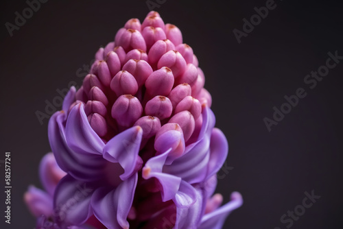 Hyacinth pictures showcase the fragrant and beautiful flowers of the Hyacinthus genus, typically featuring shades of pink, purple.