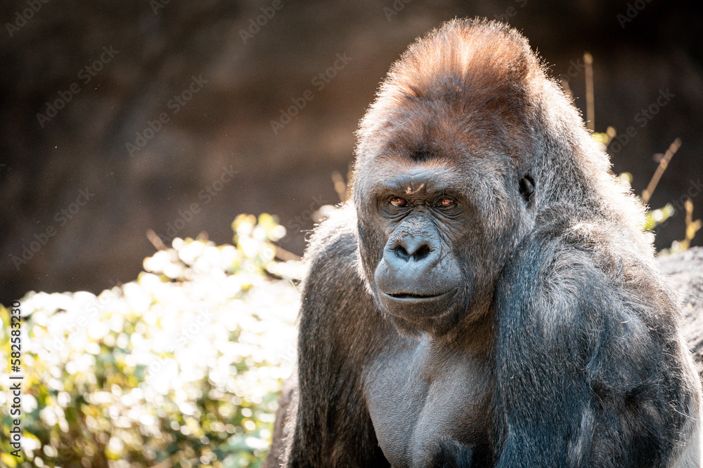 Portrait of a Gorilla