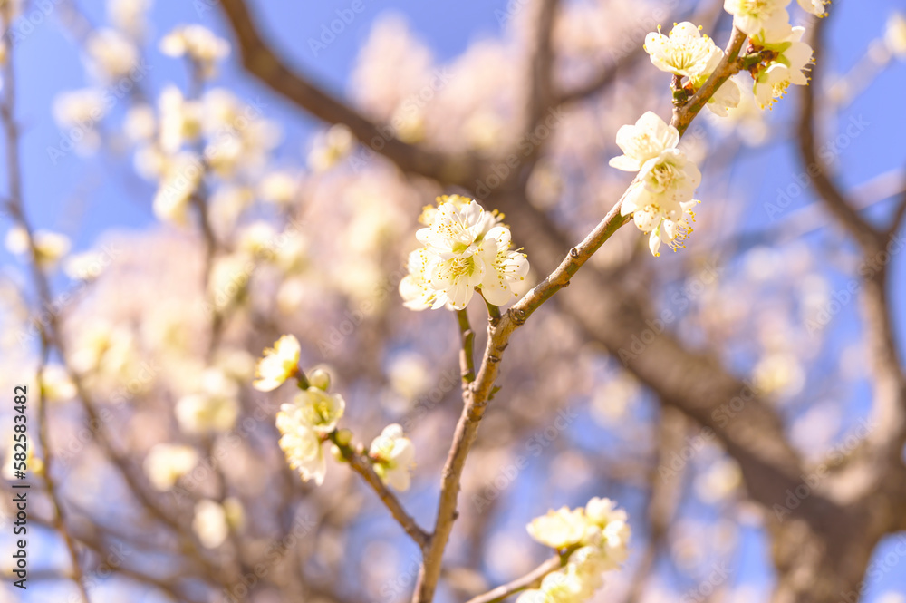 Fototapeta premium Flowering Plum Trees