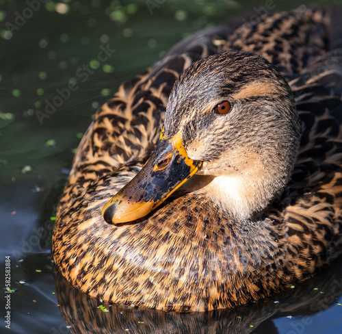 Close up of a Mallard swimming in a pond, RSPB St Aidan's photo