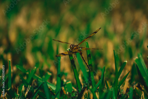 dragonfly on grass