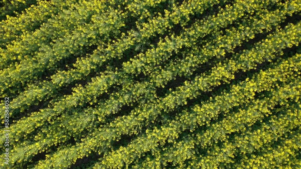 rotating background with blooming rapeseed field rotating background with blooming rapeseed field