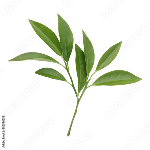 Fresh green leaves branch isolated on transparent background 