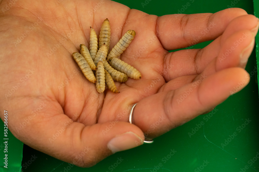 You are looking at the future of our food system. Black soldier flies (Hermetia illucens) are very nutritious insects and have potential usage in the health industry, environment, cosmetics, and feed. You are looking at the future of our food system. Black soldier flies (Hermetia illucens) are very nutritious insects and have potential usage in the health industry, environment, cosmetics, and feed.