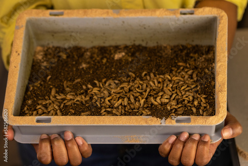 You are looking at the future of our food system. Black soldier flies (Hermetia illucens) are very nutritious insects and have potential usage in the health industry, environment, cosmetics, and feed.