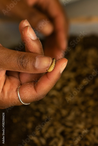 You are looking at the future of our food system. Black soldier flies (Hermetia illucens) are very nutritious insects and have potential usage in the health industry, environment, cosmetics, and feed.