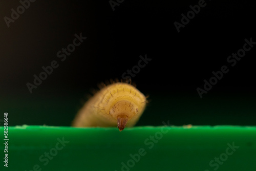 You are looking at the future of our food system. Black soldier flies (Hermetia illucens) are very nutritious insects and have potential usage in the health industry, environment, cosmetics, and feed.