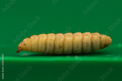 You are looking at the future of our food system. Black soldier flies (Hermetia illucens) are very nutritious insects and have potential usage in the health industry, environment, cosmetics, and feed.