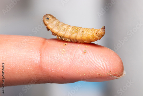 You are looking at the future of our food system. Black soldier flies (Hermetia illucens) are very nutritious insects and have potential usage in the health industry, environment, cosmetics, and feed.