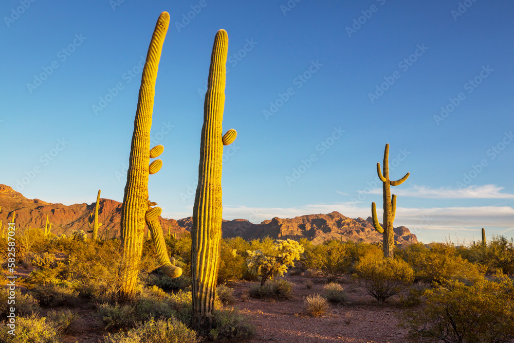 Saguaro