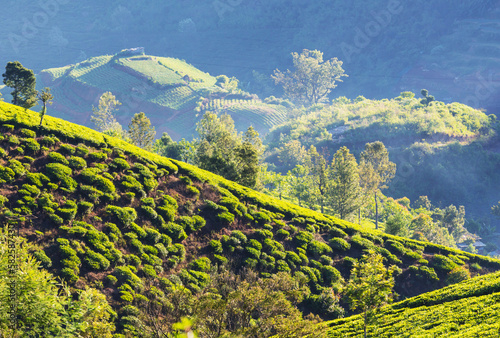 Tea plantation