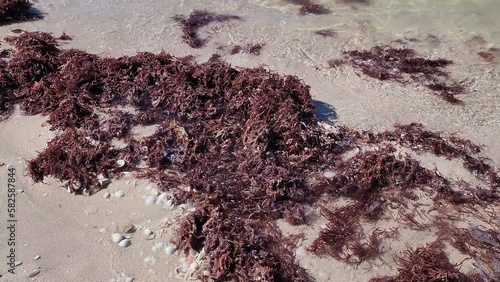 brown sargassum on the beach photo