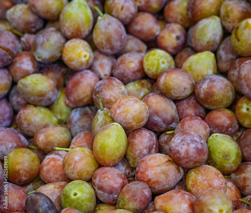 fresh picked plum as food background