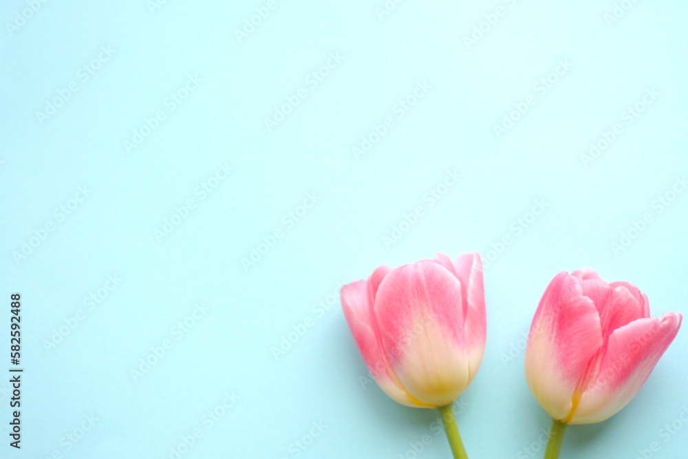 Fototapeta premium チューリップの花