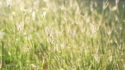 Swollen Finger grass on sunlight with light flare background. Chloris Barbata grass flower meadow selective focus in Beautiful Sunshine day. photo