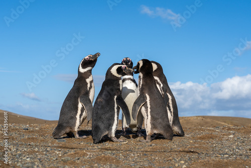 5 Magellanic Penguins closely standing to each other forming a small circle with blue sky in the background on Magdalena Island, Punta Arenas, Chile.