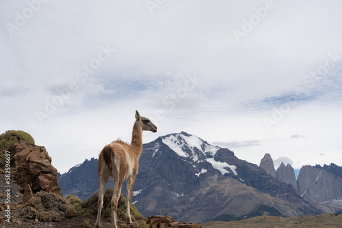 A Guanaco standing on the hill with the mountains in the background in Paine National Park, Chile. The Guanaco (Lama guanicoe) is one of the two wild South American camelids. 