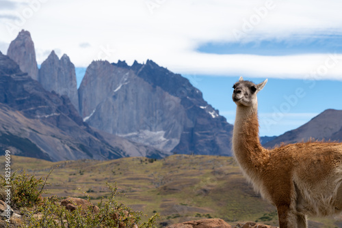 A Guanaco standing on the hill with the mountains in the background in Paine National Park  Chile. The Guanaco  Lama guanicoe  is one of the two wild South American camelids. 