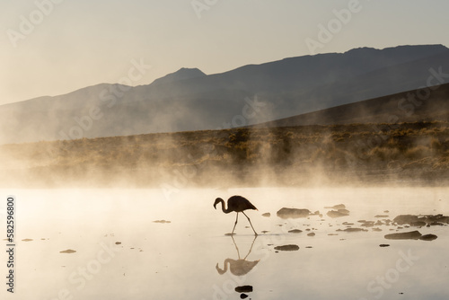 Photos A flamingo (silhouette ) standing in the shallow water with mountains and morning fog in the background at the hot springs of Termas de Polques in Andean altiplano of Bolivia, South America