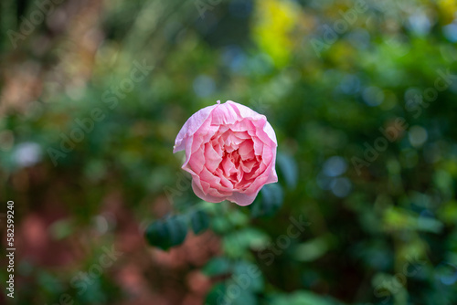 Red rose in a garden. Directly above view 