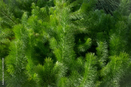 close up of a pine needles. Green background 