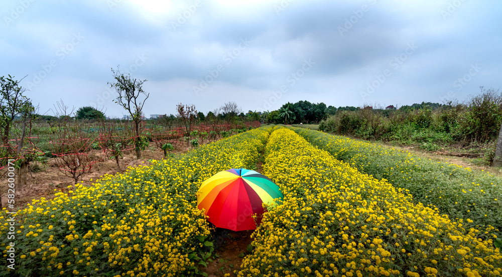 Female tourists visit and experience how to harvest chrysanthemum
