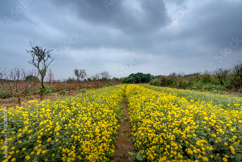 Female tourists visit and experience how to harvest chrysanthemum flowers to make tea in chrysanthemum field in Nghia Trai village  Hung Yen province  Vietnam  