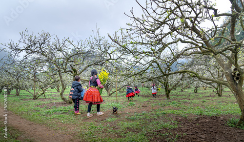 Ethnic minority children play and welcome spring in the plum garden, plum flowers bloom in Na Ka Moc Chau Plum Valley, Son La Province, Vietnam 
