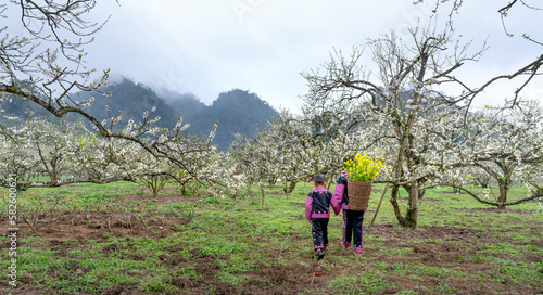 Ethnic minority children play and welcome spring in the plum garden, plum flowers bloom in Na Ka Moc Chau Plum Valley, Son La Province, Vietnam  © Quang