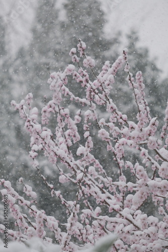 peachflower in snow photo