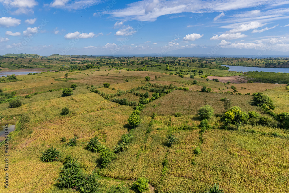Fototapeta premium corn fields in East Lombok regency