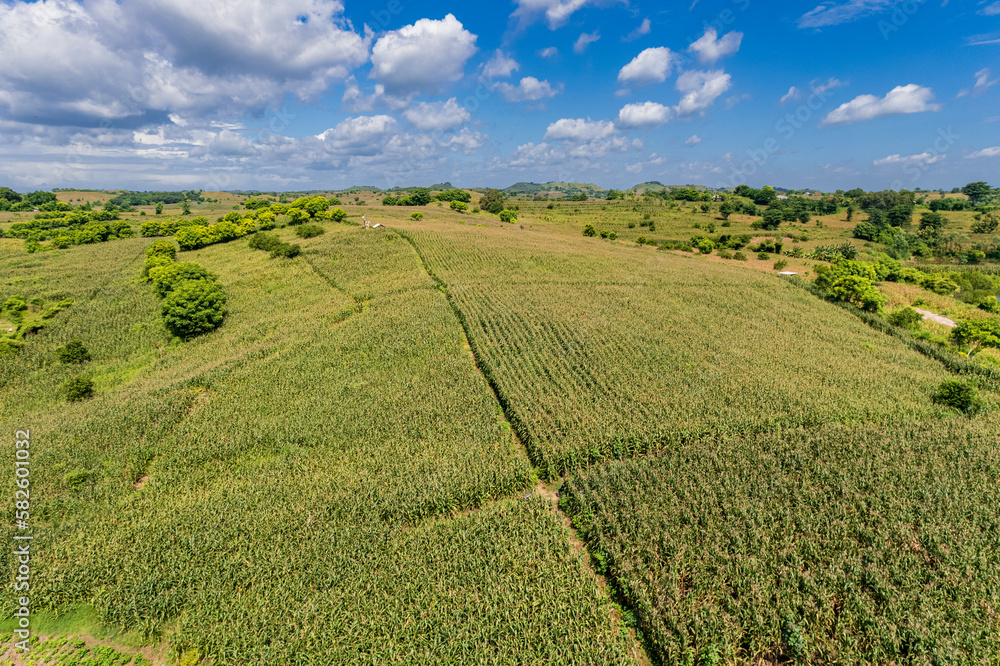 corn fields in East Lombok regency