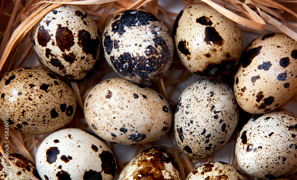Obraz premium Background with homemade multi-colored quail eggs