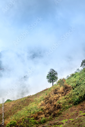 Lonely tree on the mountainside in the fog