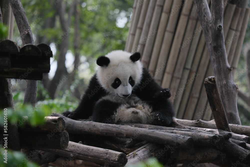 Obraz premium Panda