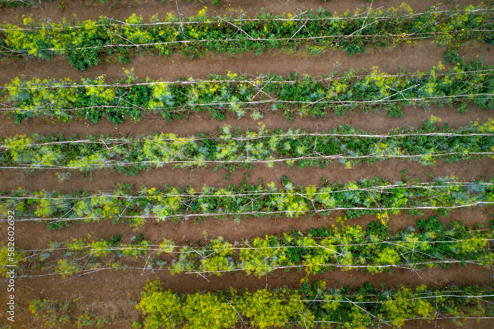 farmer's vegetable garden. View from above farmer's vegetable garden. View from above