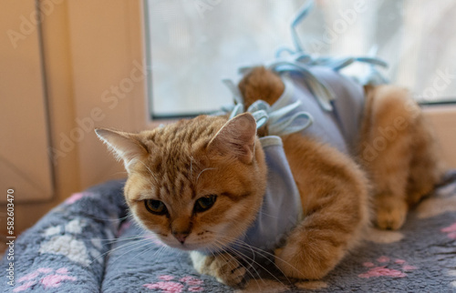 Fototapeta Naklejka Na Ścianę i Meble -  A red-haired thoroughbred British kitty in a blanket after surgery lies at home. 