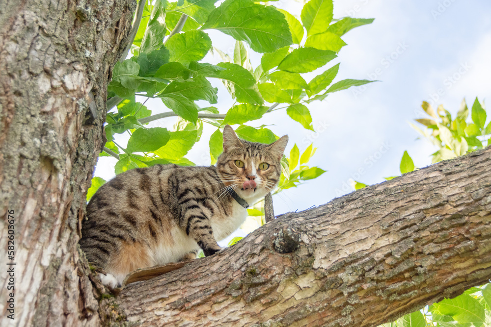 A beautiful domestic cat walks down the street in the warm season. A beautiful domestic cat walks down the street in the warm season.