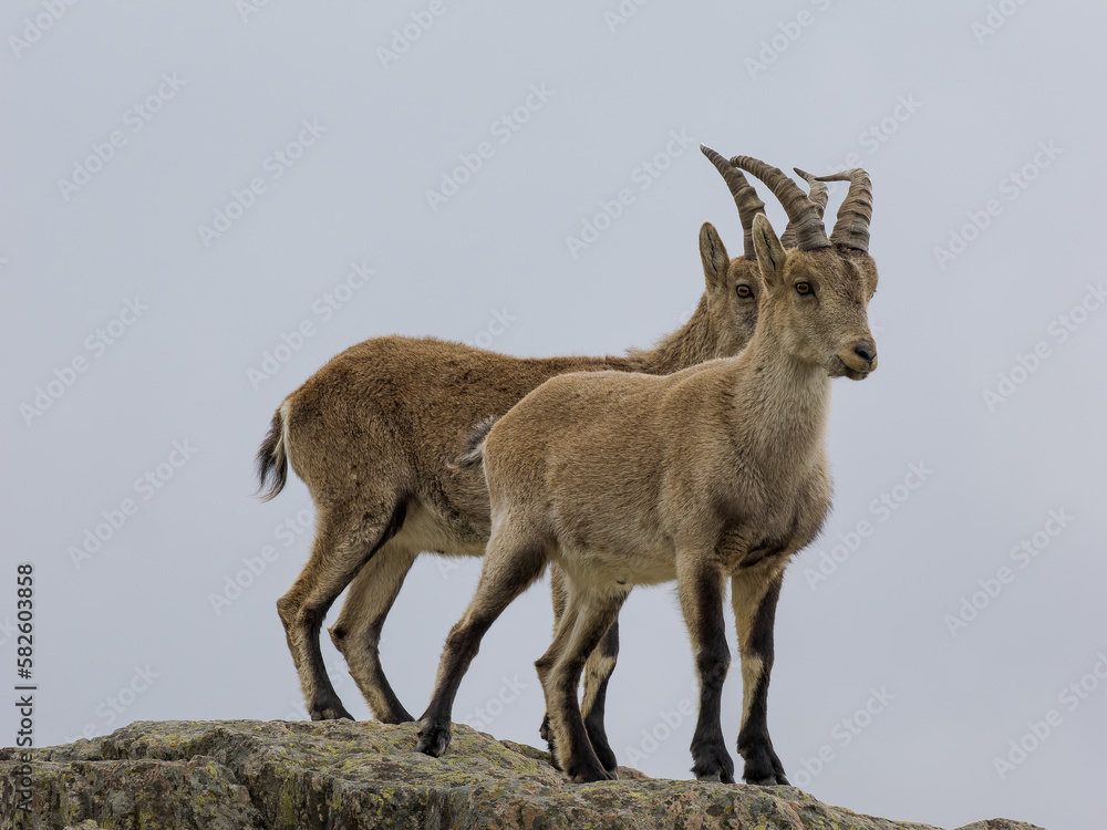 Cabras montesas en la Sierra de Guadarrama 