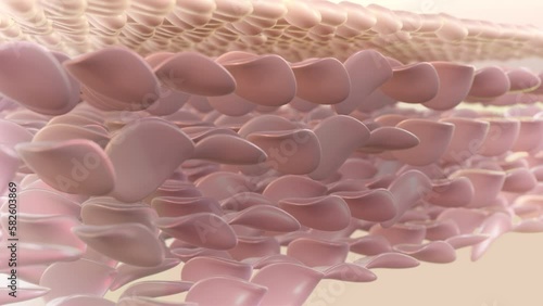 Wallpaper Mural UV light damages the skin. Sunlight is broken down by the skin. a 3D animation Torontodigital.ca