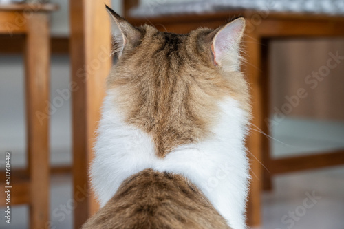 Rear view of ignore Persian cat. photo