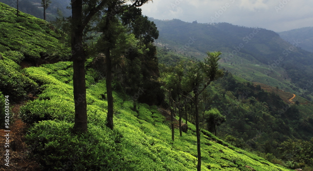 scenic landscape of nilgiri mountains foothills and green tea plantation of coonoor tea garden near ooty hill station in tamilnadu, south india
