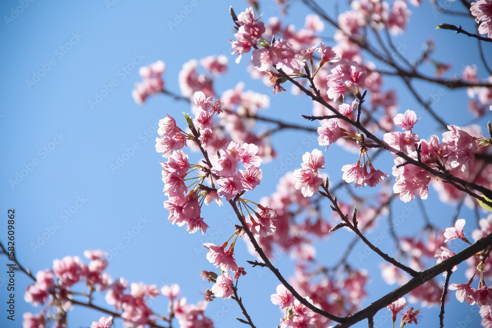 Pink flower cherry blossum (Prunus x yedoensis, Japanese flowering cherry ) blooming on branch of tree on bright blue sky background in Thailand