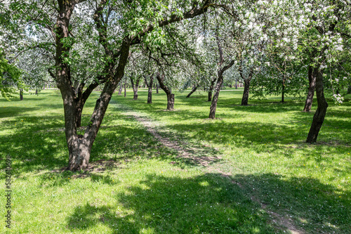 footpath among blooming apple trees in fruit orchard. view from flying drone.
