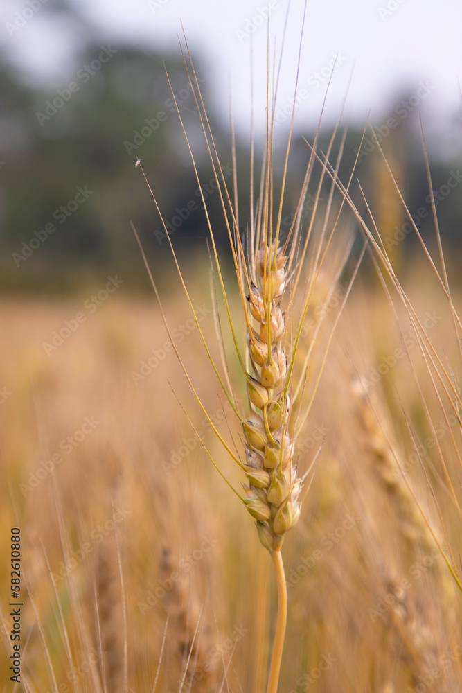 Wheat Spike with a blurry background in the field. Selective Focus Wheat Spike with a blurry background in the field. Selective Focus