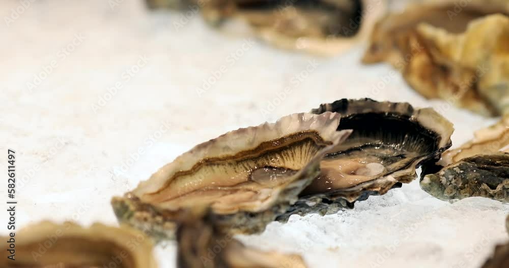 Close up of hand with food tongs take a fresh oyster from buffet table with fresh oysters on ice. Fine dining food with seafood in luxury restaurant. Close up of hand with food tongs take a fresh oyster from buffet table with fresh oysters on ice. Fine dining food with seafood in luxury restaurant.