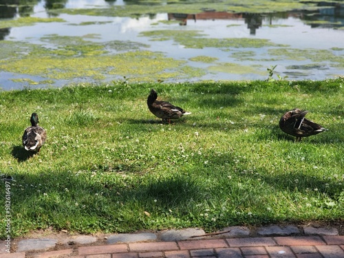 ducks on the grass