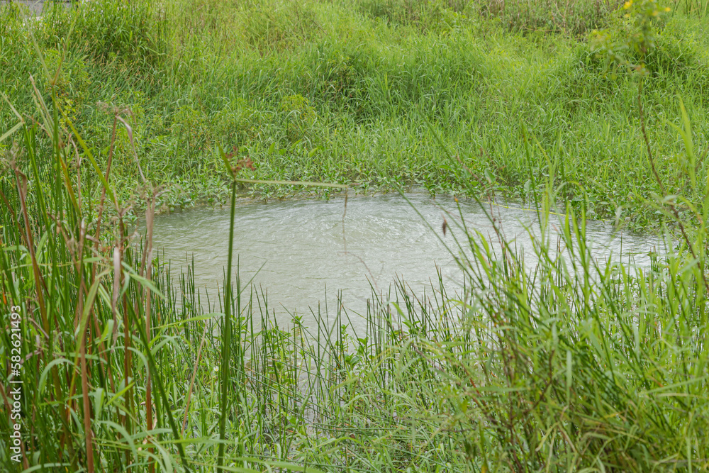 Retention pond with water plants in city park in Kuching, Malaysia, ecology, gardening, recycling Retention pond with water plants in city park in Kuching, Malaysia, ecology, gardening, recycling