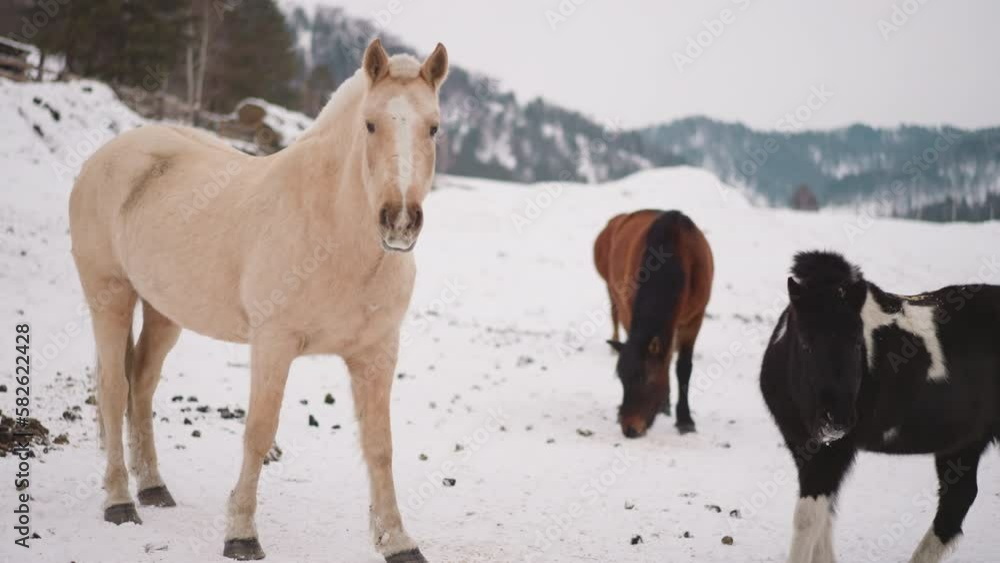 Herd of thoroughbred horses grazing in cold snowy highland with forestry mountains. Domestic animals look for food in white snow near rural farm Herd of thoroughbred horses grazing in cold snowy highland with forestry mountains. Domestic animals look for food in white snow near rural farm